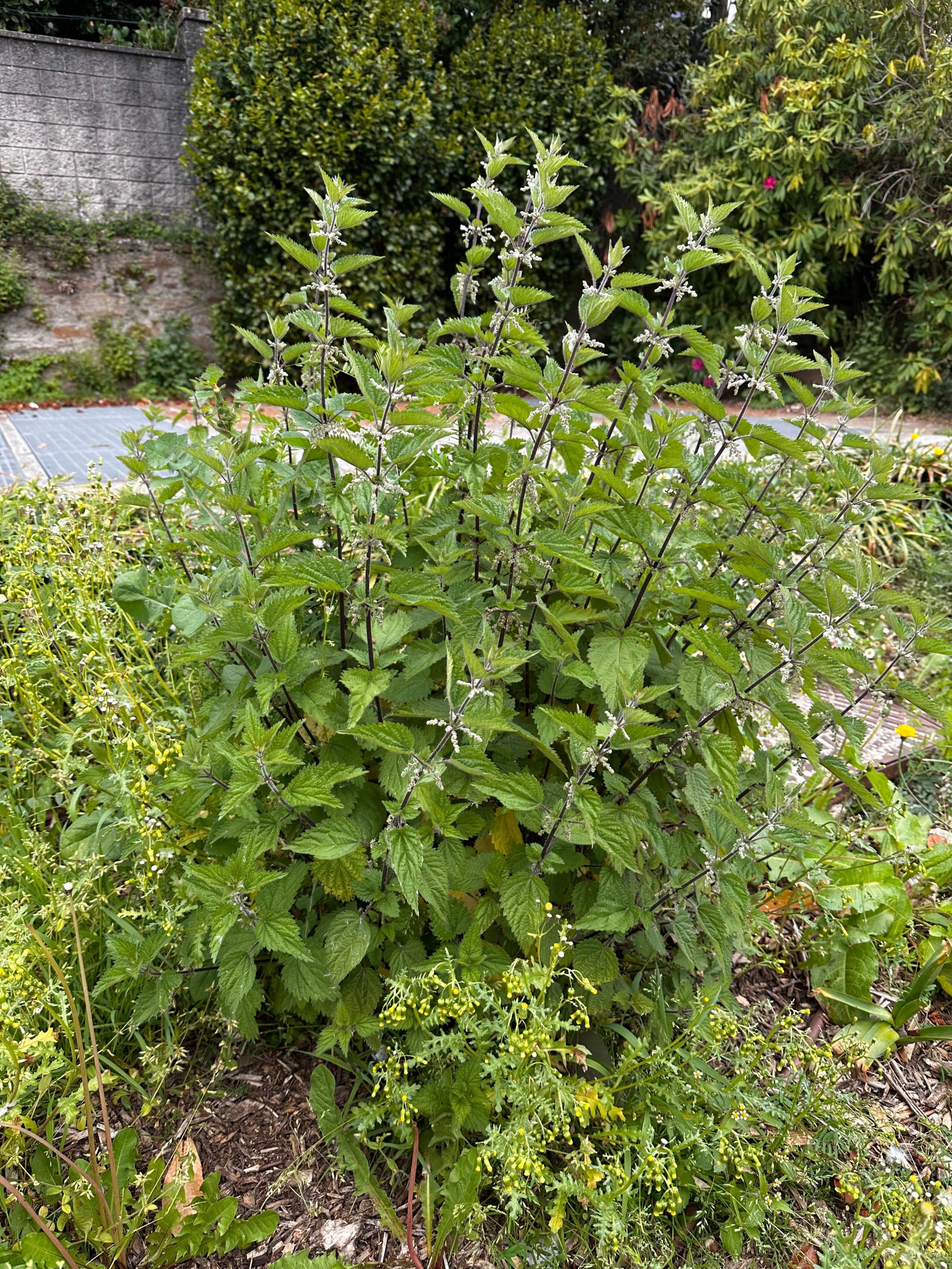 O PSdeG denuncia o abandono das contornas da estación intermodal e esixe unha actuación inmediata do Goberno de Sanmartín